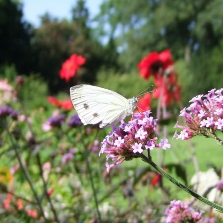 Idei pentru o gradina mica 